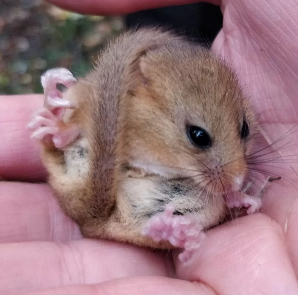 A dormouse found in a bat box check in October.