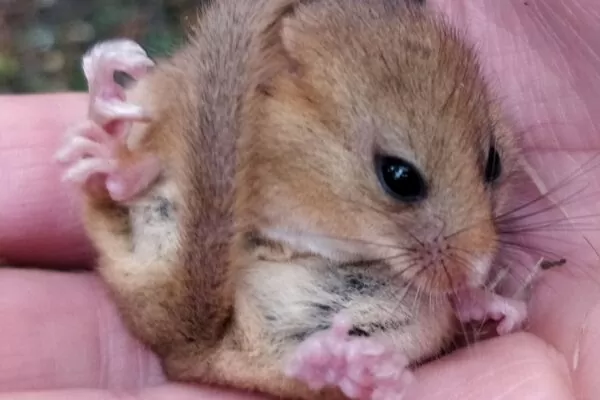 A dormouse found in a bat box check in October.