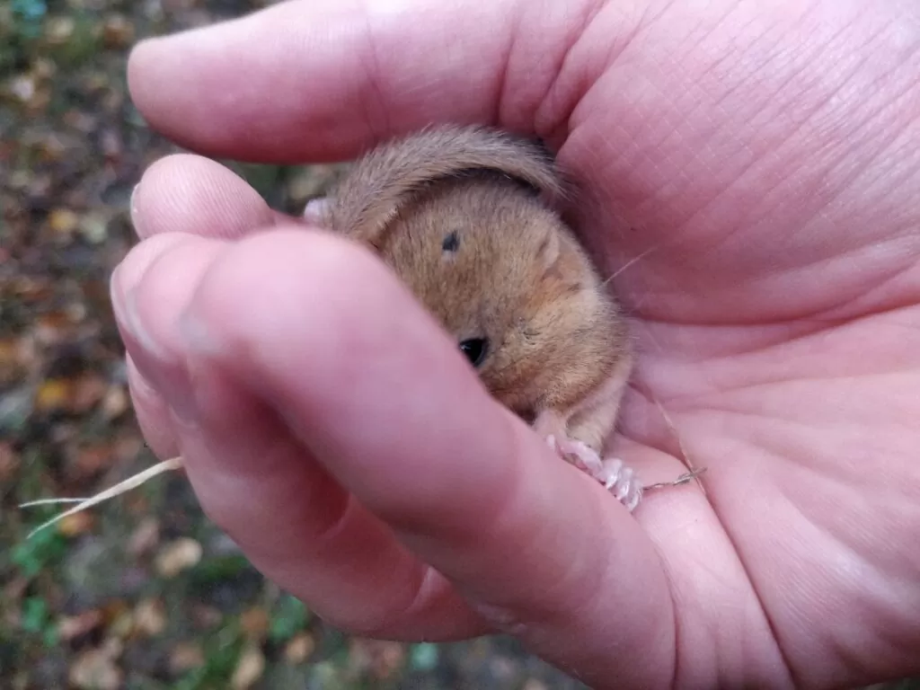 Why are Dormice Endangered? - A dormouse found by our team