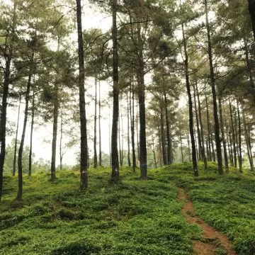 Tree inspections for new developments