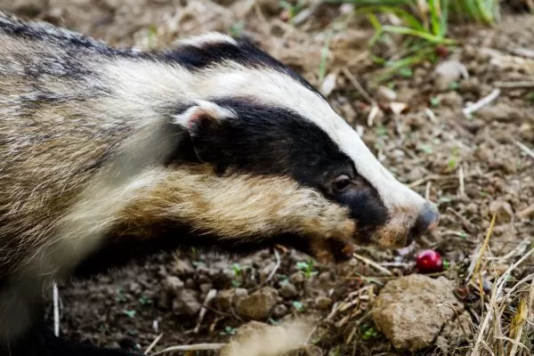 Badger Survey