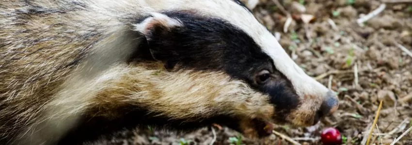 Badger Preliminary Ecological Appraisals (PEA) Surveys