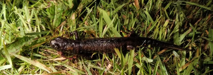 Great Crested Newt Survey Legislation
