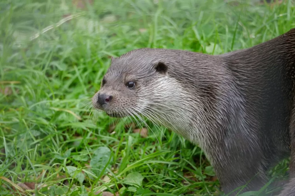 What Habitats Do Otters Live In?