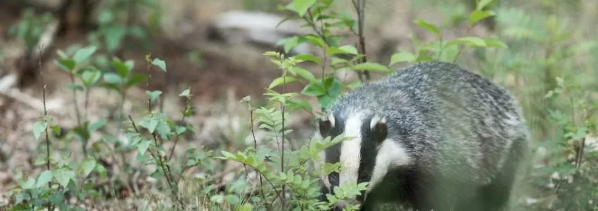 Badger Camera Trap & Bait Marking Surveys