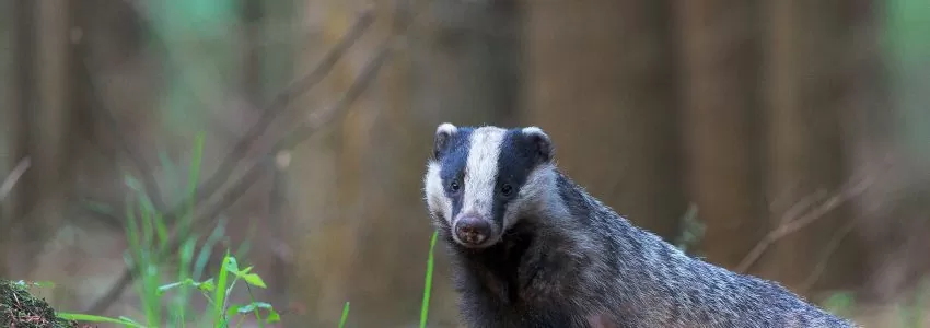 Badger Mitigation Licences