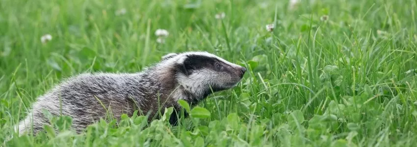 Badger Exclusions & Set Closure and Construction of Artificial Setts