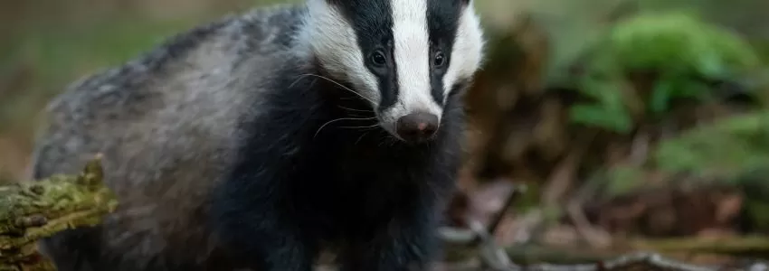 Badger Presence/Absence Surveys