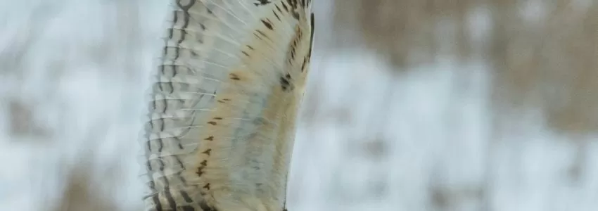 Wintering Bird Surveys