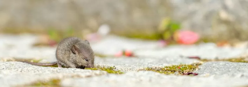 Dormouse Preliminary Ecological Appraisals (“PEA”)