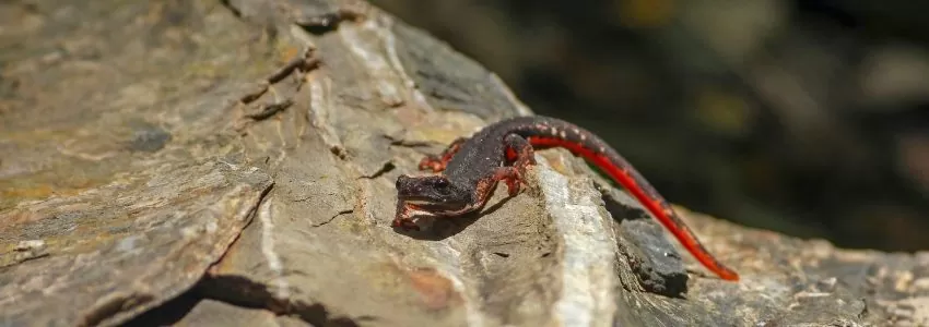 Newt Population Estimates