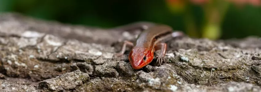 Presence/Absence Newt Surveys