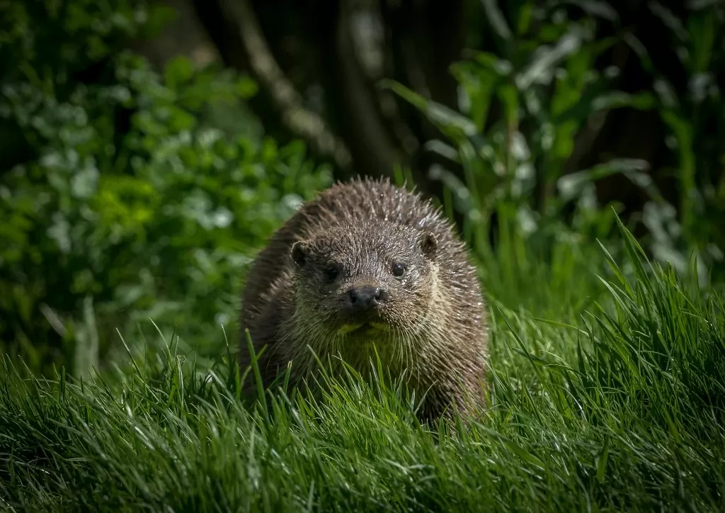 What Mammal Sightings Should I Record?