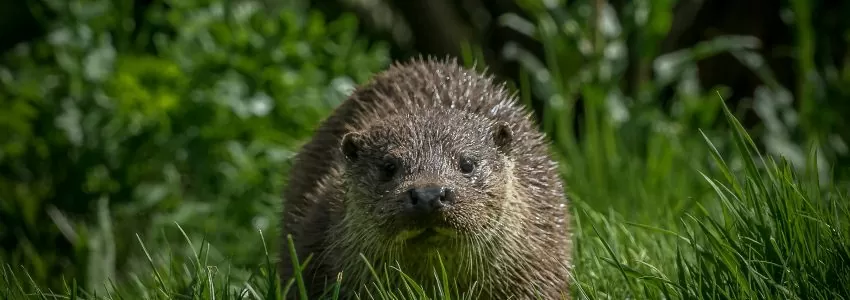 Habitat Suitability Assessment