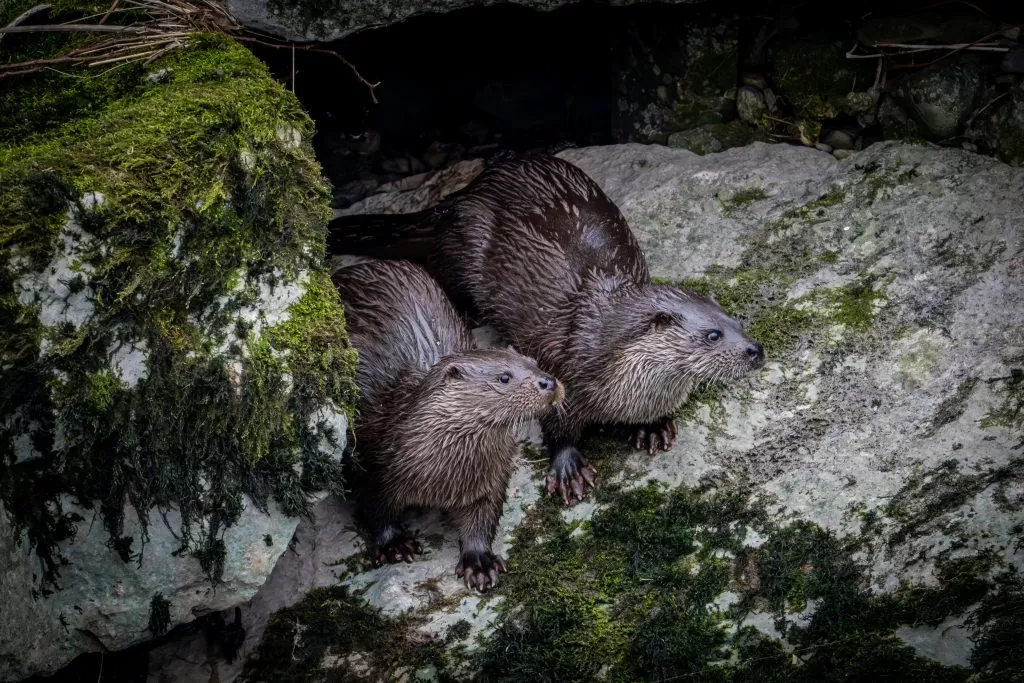 Do Otters Live in Groups?