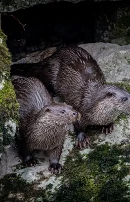 Protected Species Surveys