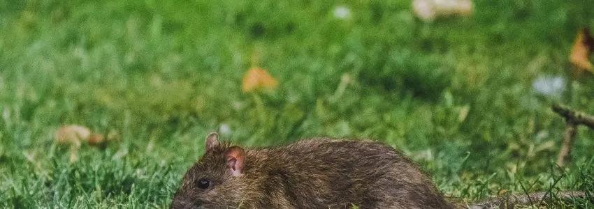 Water Vole Survey Legislation