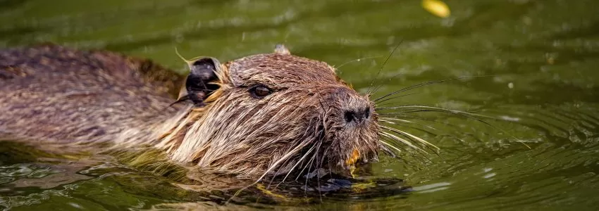 European Protected Species (“EPS”) Mitigation Licenses